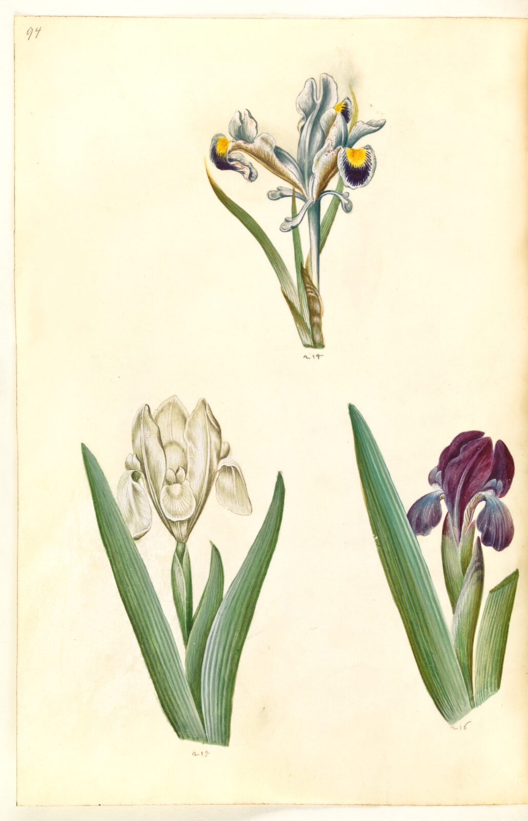Hans Simon Holtzbecker, Iris persica (persisk iris); Iris lutescens eller Iris pumila (?) (dværg-iris eller lav iris)