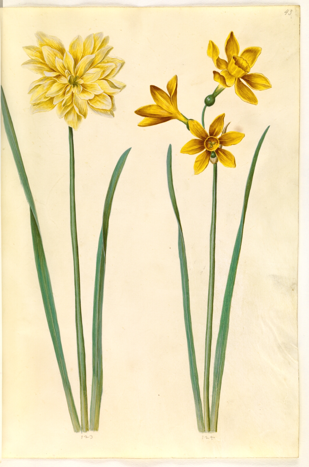 Hans Simon Holtzbecker, Narcissus pseudonarcissus (påskelilje); Narcissus tazetta aureus (guld-tazet)