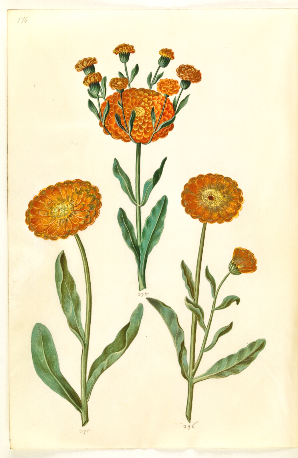 Hans Simon Holtzbecker, Calendula officinalis (have-morgenfrue)