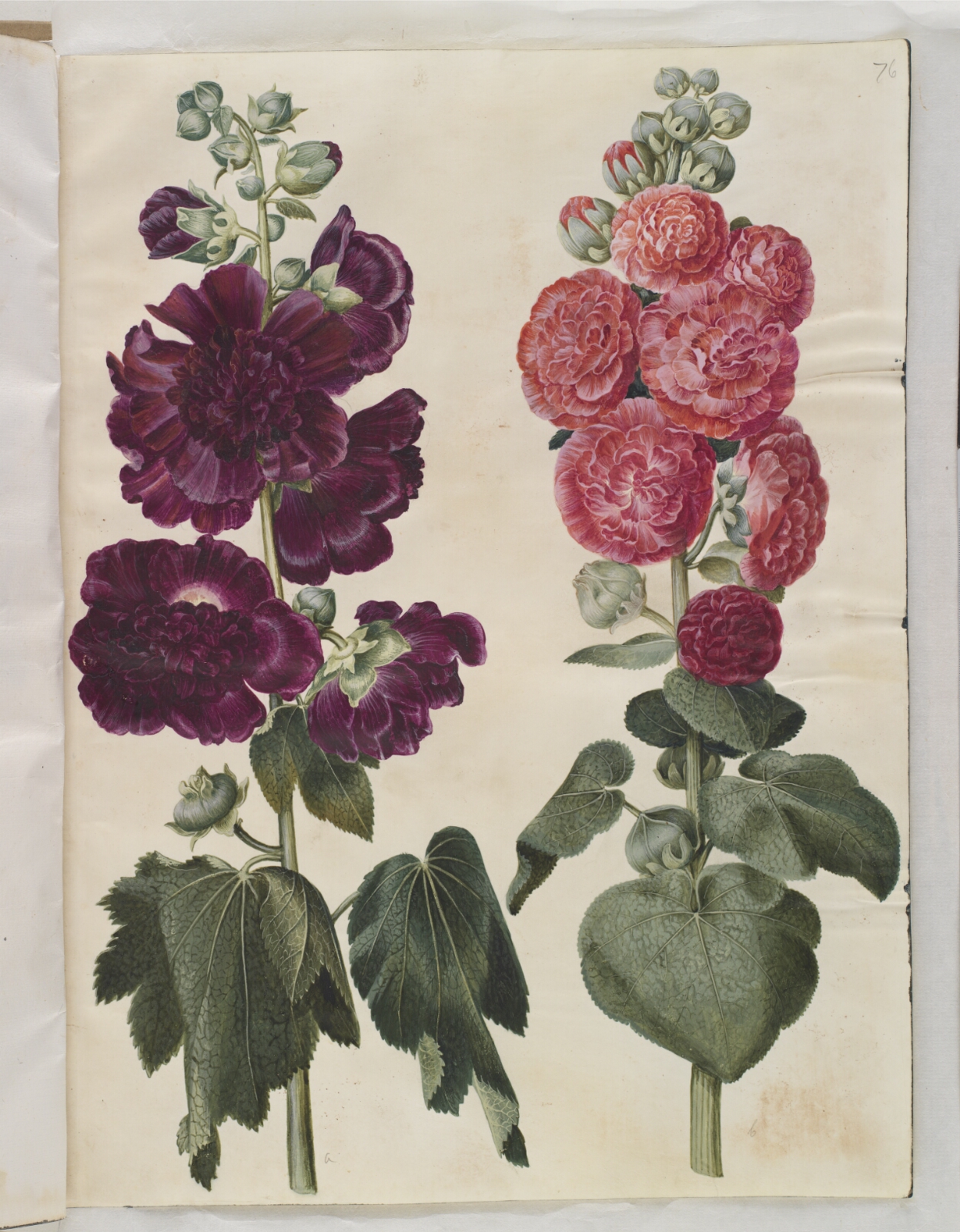 Hans Simon Holtzbecker, Alcea rosea (have-stokrose)