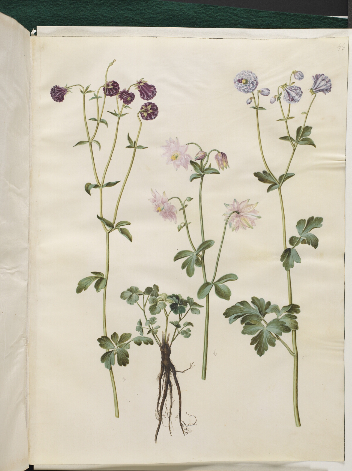 Hans Simon Holtzbecker, Aquilegia vulgaris (almindelig akeleje)
