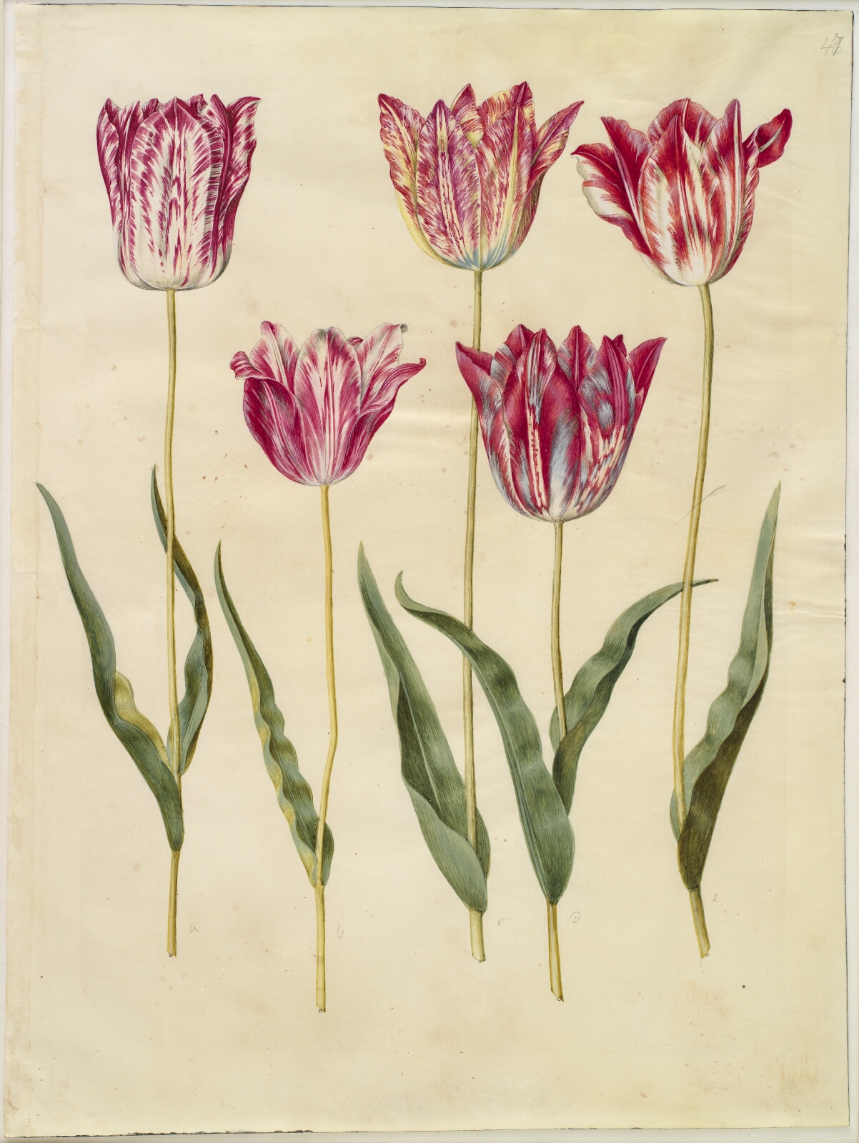 Hans Simon Holtzbecker, Tulipa gesneriana (have-tulipan)