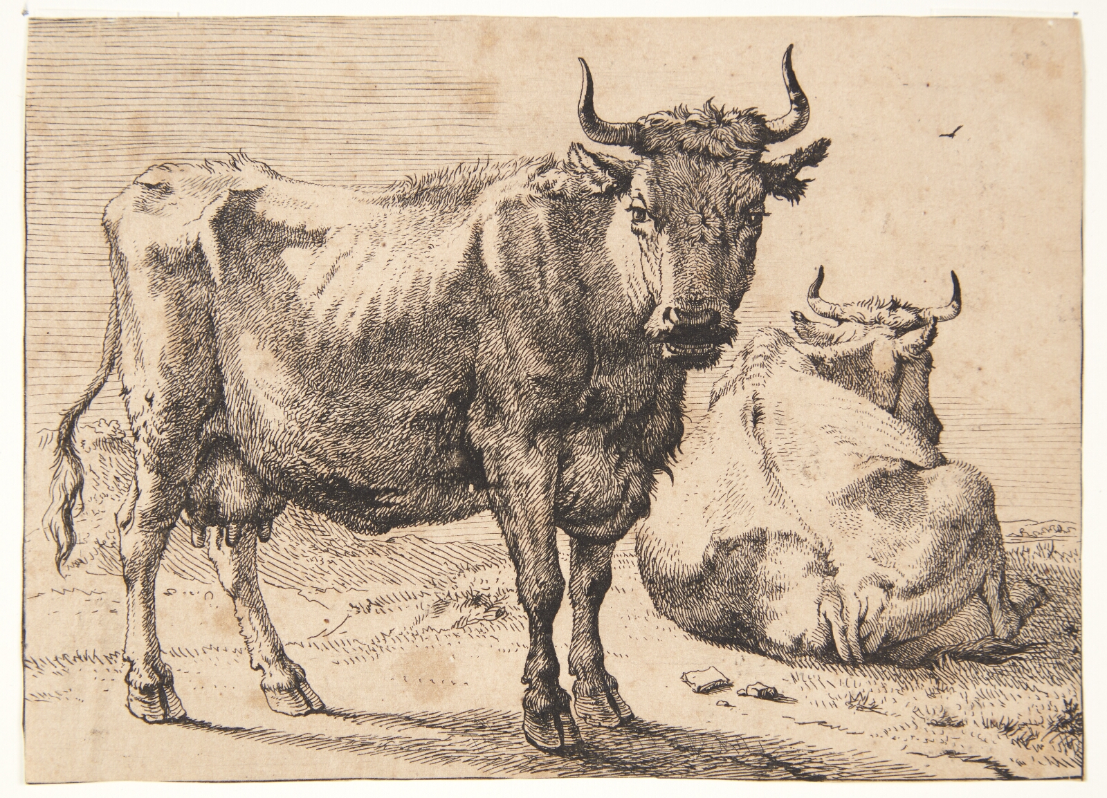 Paulus Potter, Stående og liggende ko