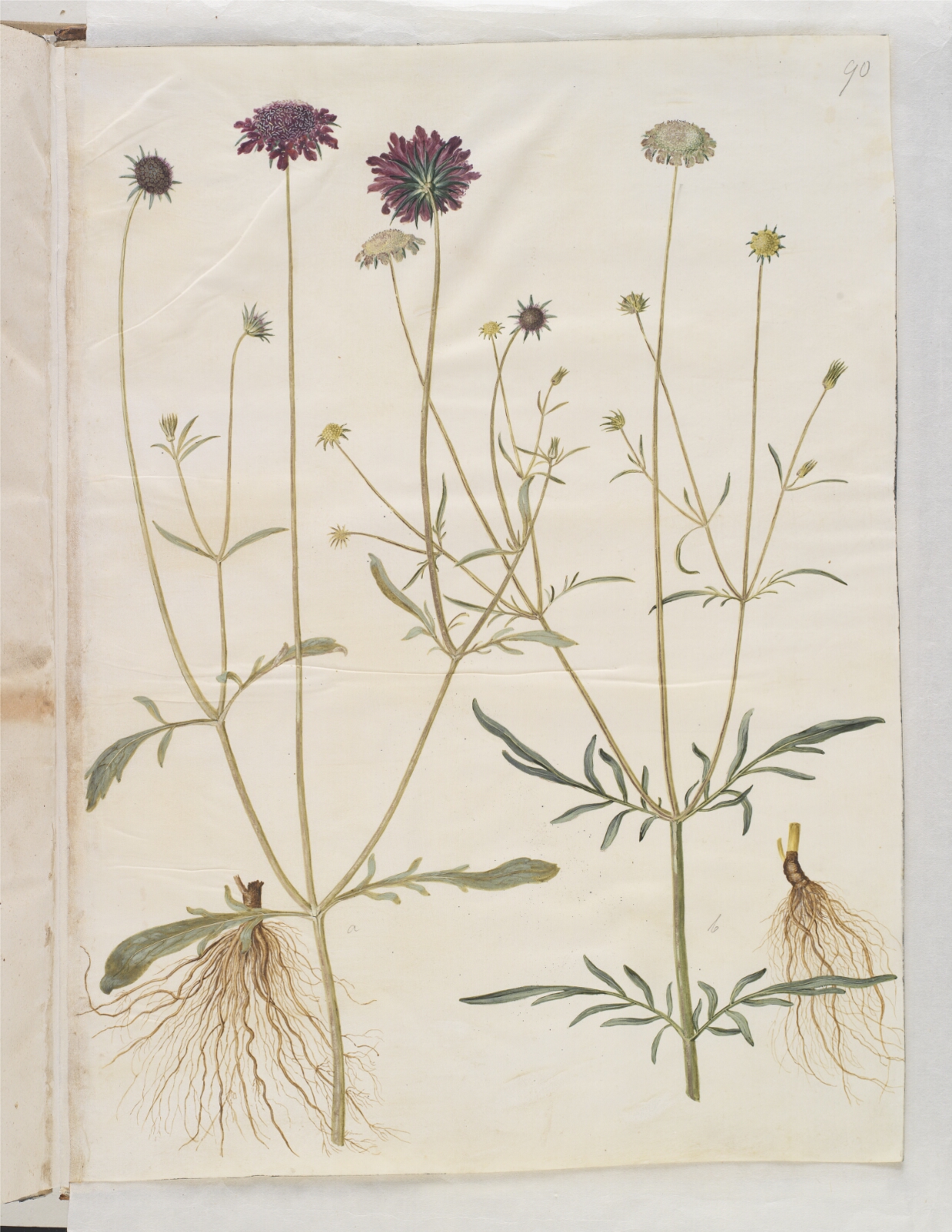 Hans Simon Holtzbecker, Scabiosa atropurpurea (enkeblomst); Scabiosa columbaria (due-skabiose)