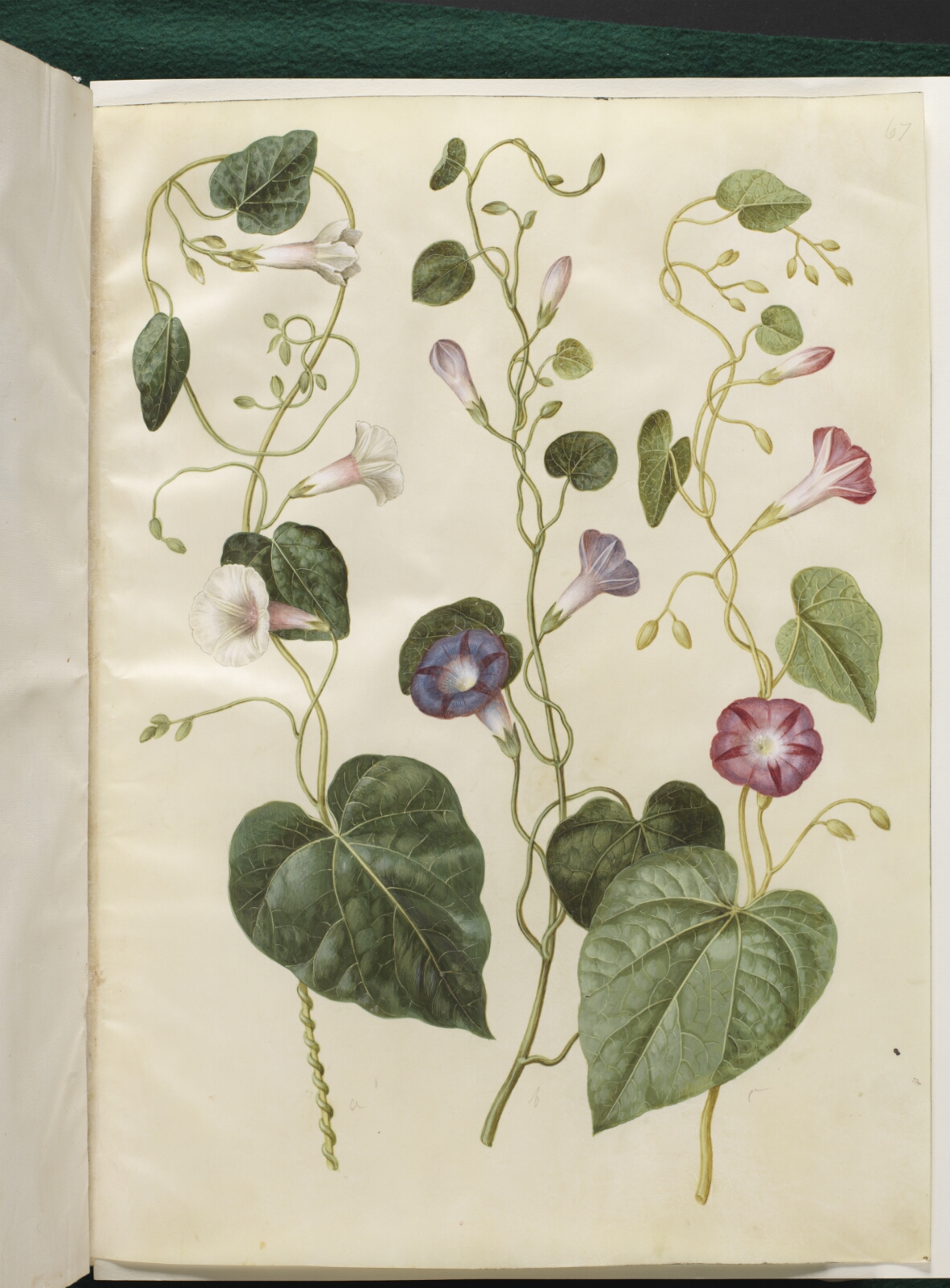 Hans Simon Holtzbecker, Ipomoea purpurea (purpur-pragtsnerle)