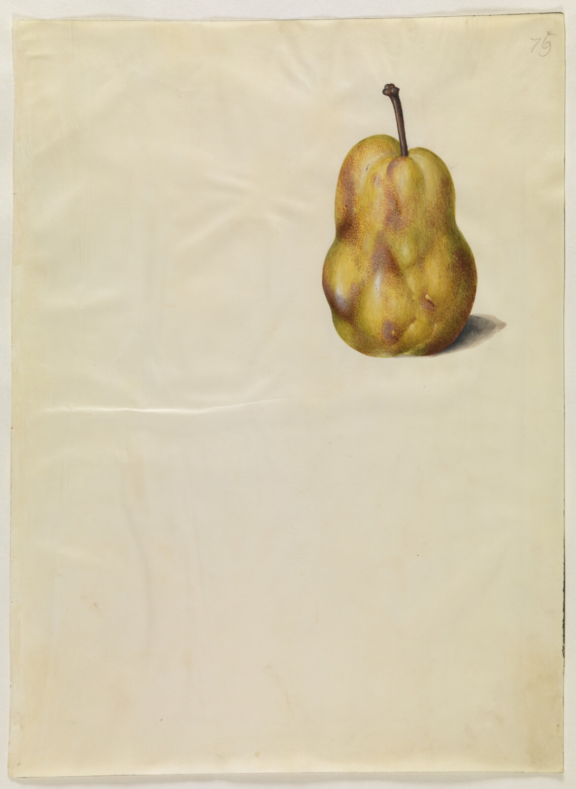 Hans Simon Holtzbecker, Pyrus communis (almindelig pære)