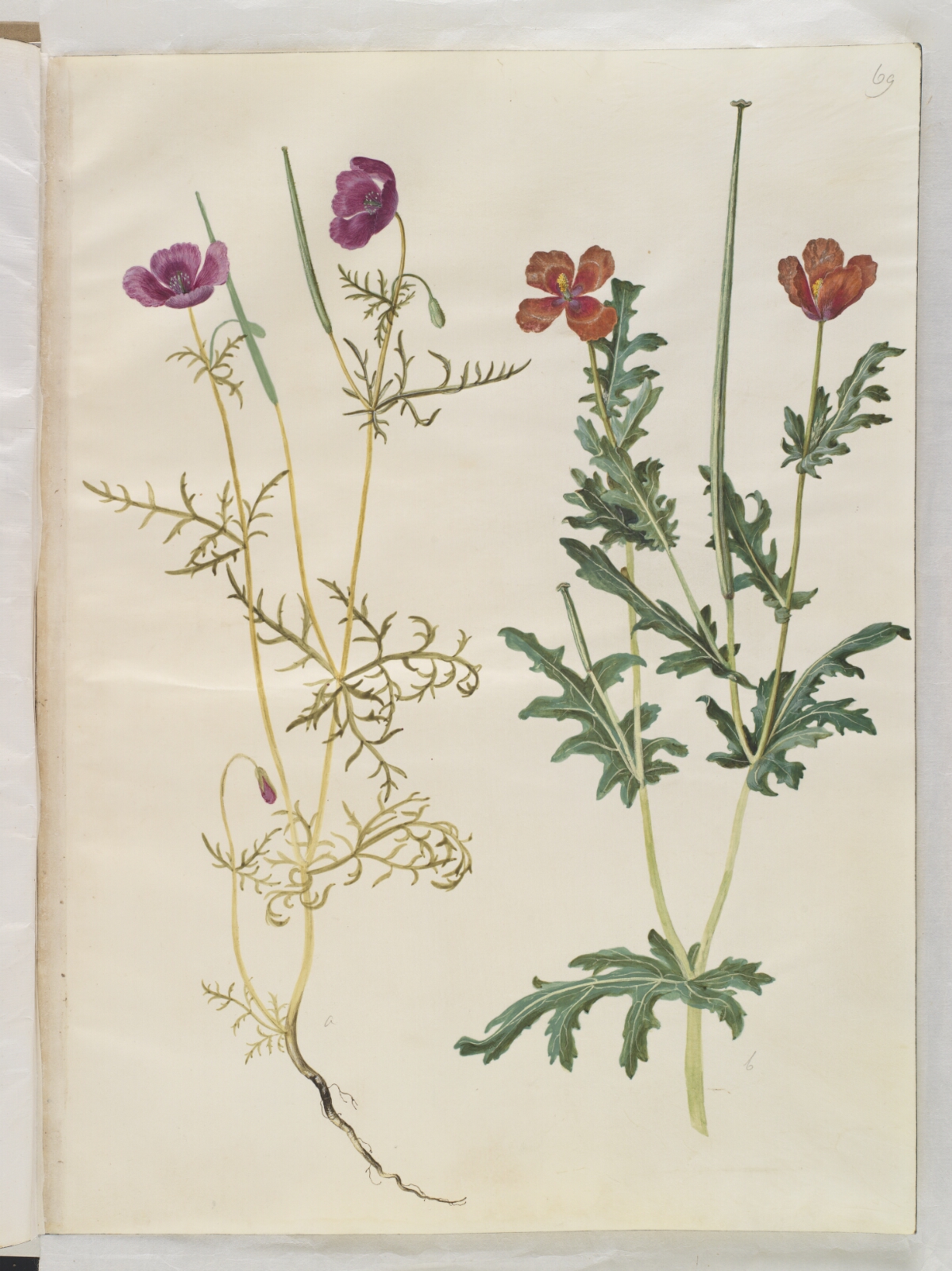 Hans Simon Holtzbecker, Roemeria hybrida (violet hornvalmue); Glaucium corniculatum (rød hornskulpe)