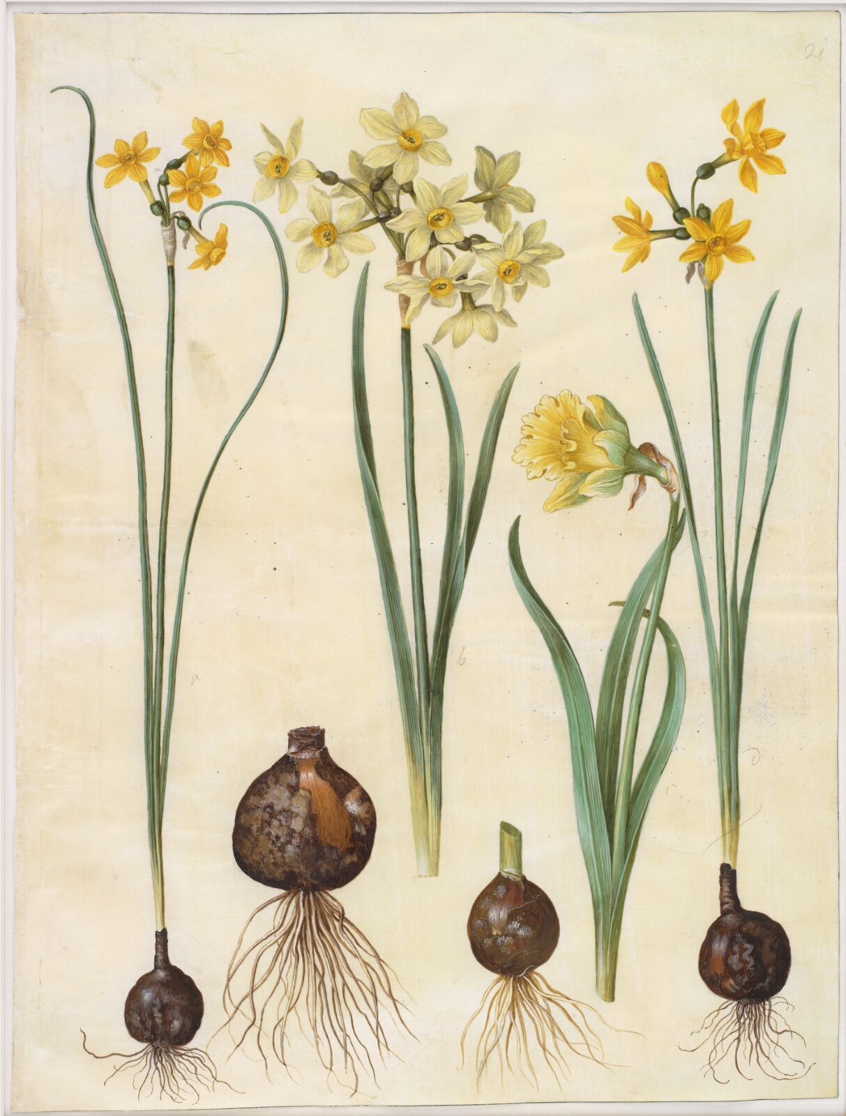Hans Simon Holtzbecker, Narcissus jonquilla (siv-narcis); Narcissus tazetta aureus (guld-tazet); Narcissus pseudonarcissus bicolor (tofarvet påskelilje)