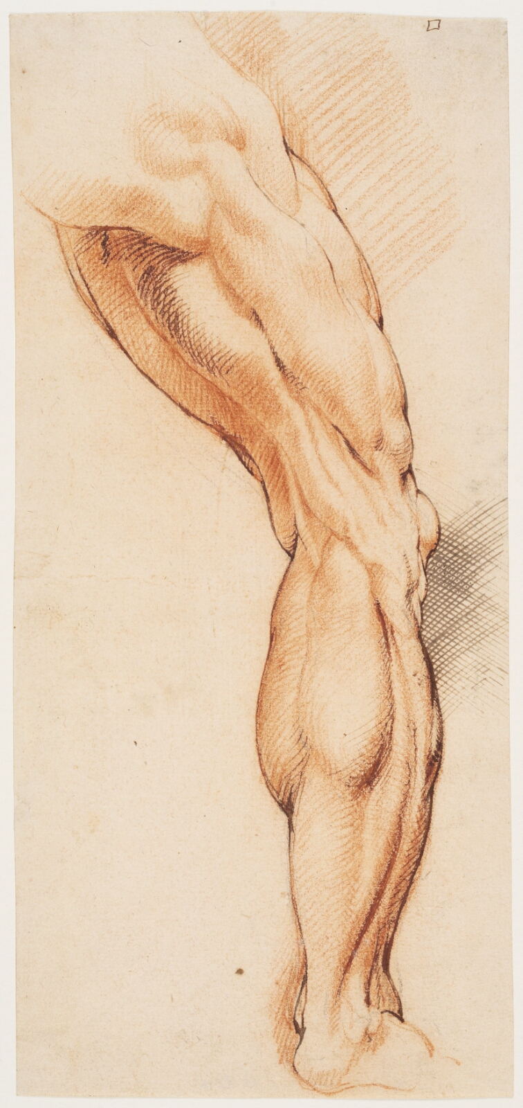 Willem Panneels, Anatomisk studie af en flået mands højre ben, set bagfra og drejet mod højre (écorché)