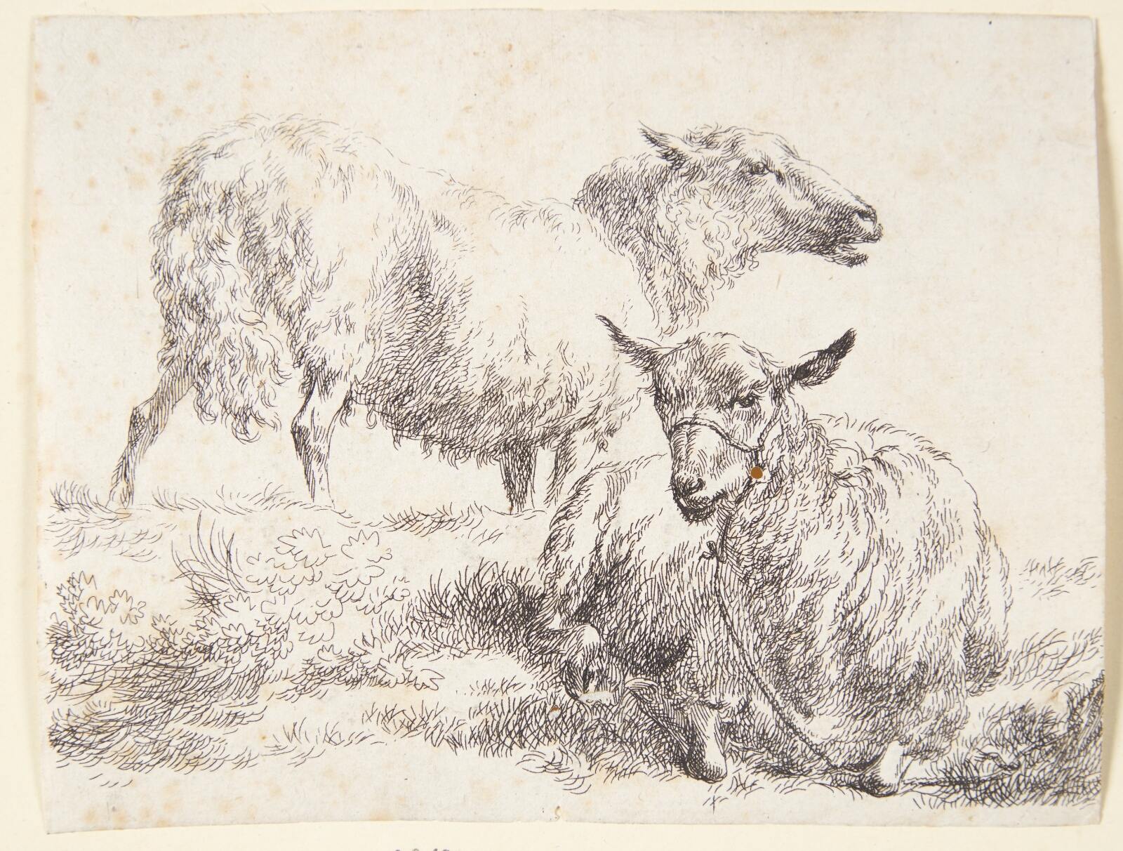 Nicolaes Berchem, Et stående og et liggende får