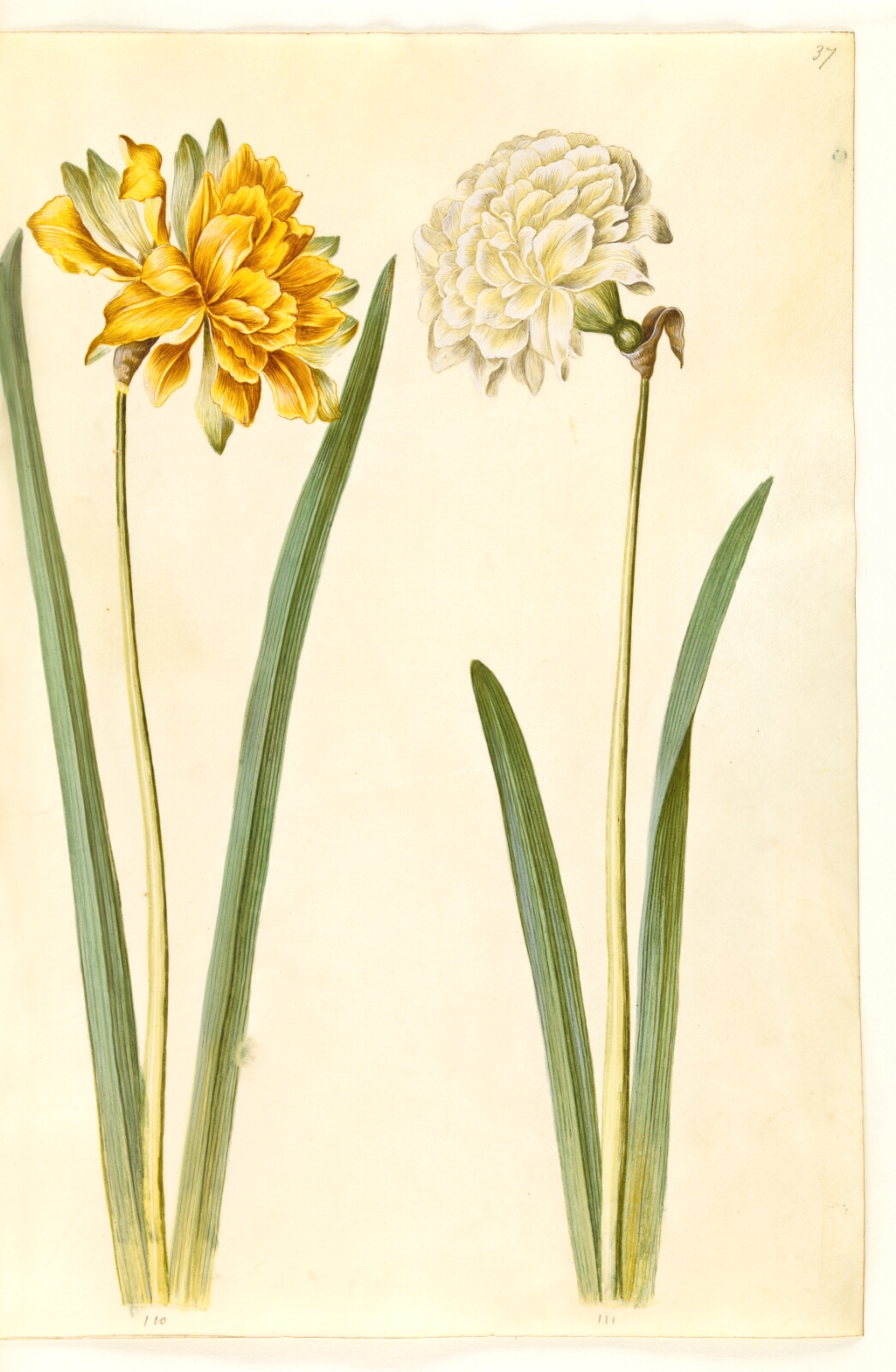 Hans Simon Holtzbecker, Narcissus pseudonarcissus (påskelilje)