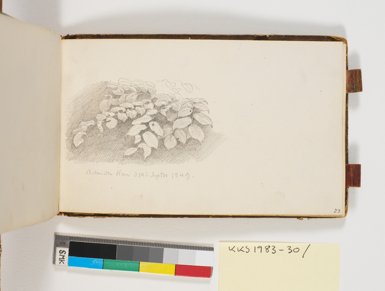 P.C. Skovgaard, Plantestudier