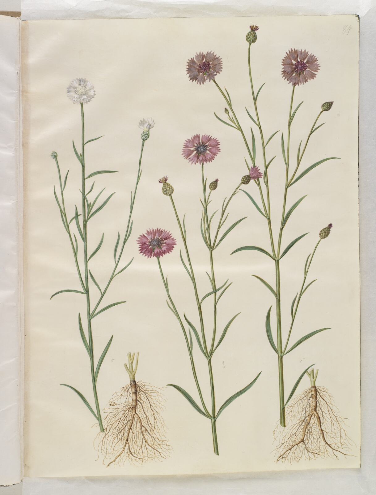 Hans Simon Holtzbecker, Centaurea cyanus (kornblomst)
